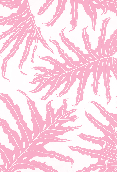 FANCY PHILODENDRON pink blush